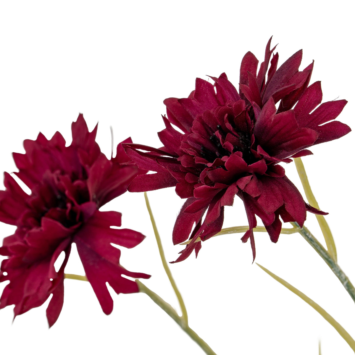Burgundy Cornflower Stem