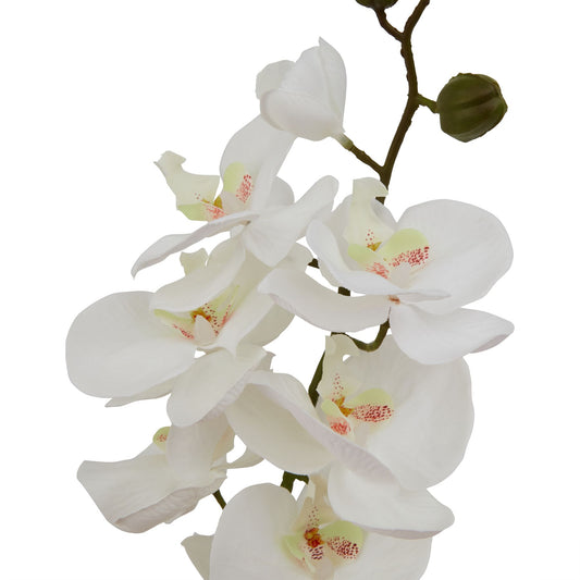 Large White Butterfly Orchid Stem - Single Stem Flowers