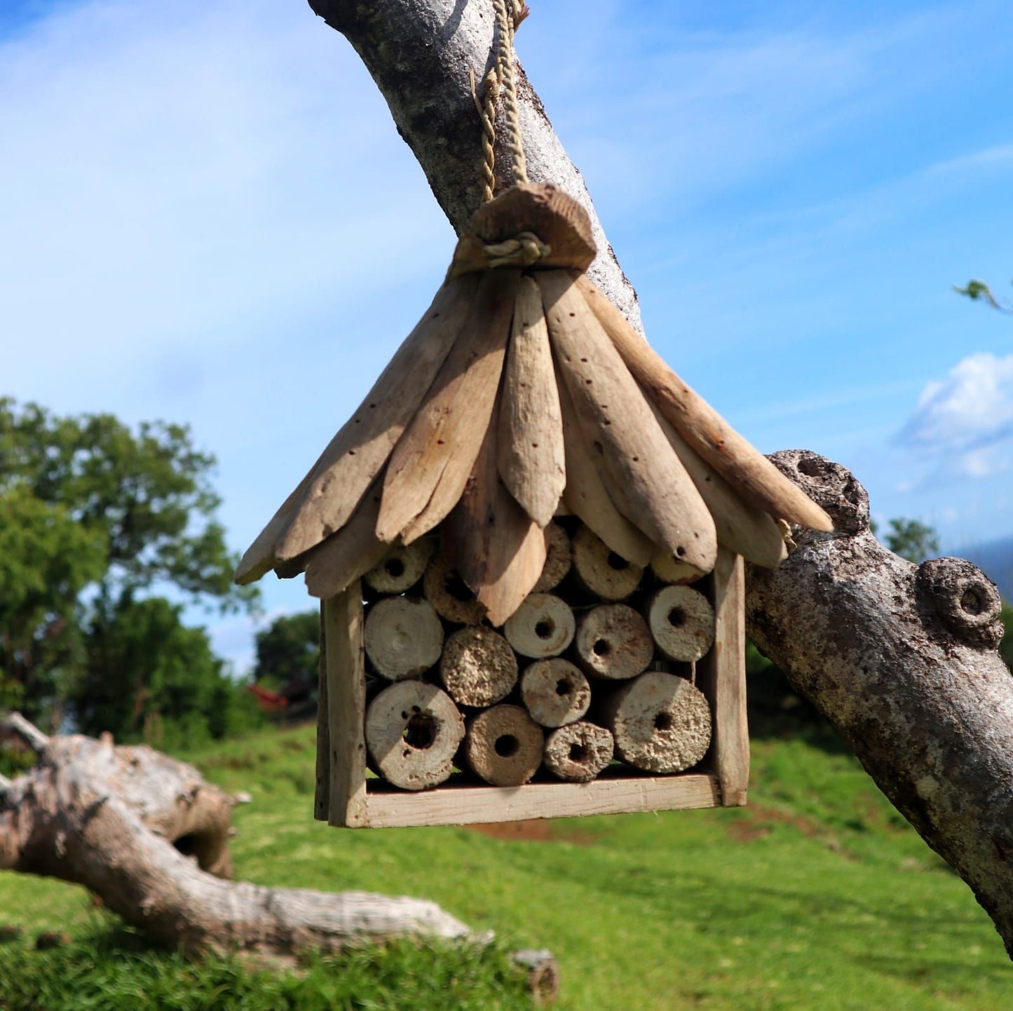 Driftwood Bee & Insect Box - Image driftwood-bee--insect-box-bbbox-05