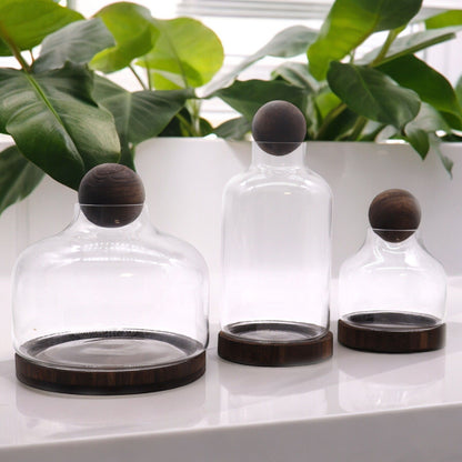 Medium Ball Top Terrarium on Dark Tung Wood - Image medium-ball-top-terrarium-on-dark-tung-wood-gter-13