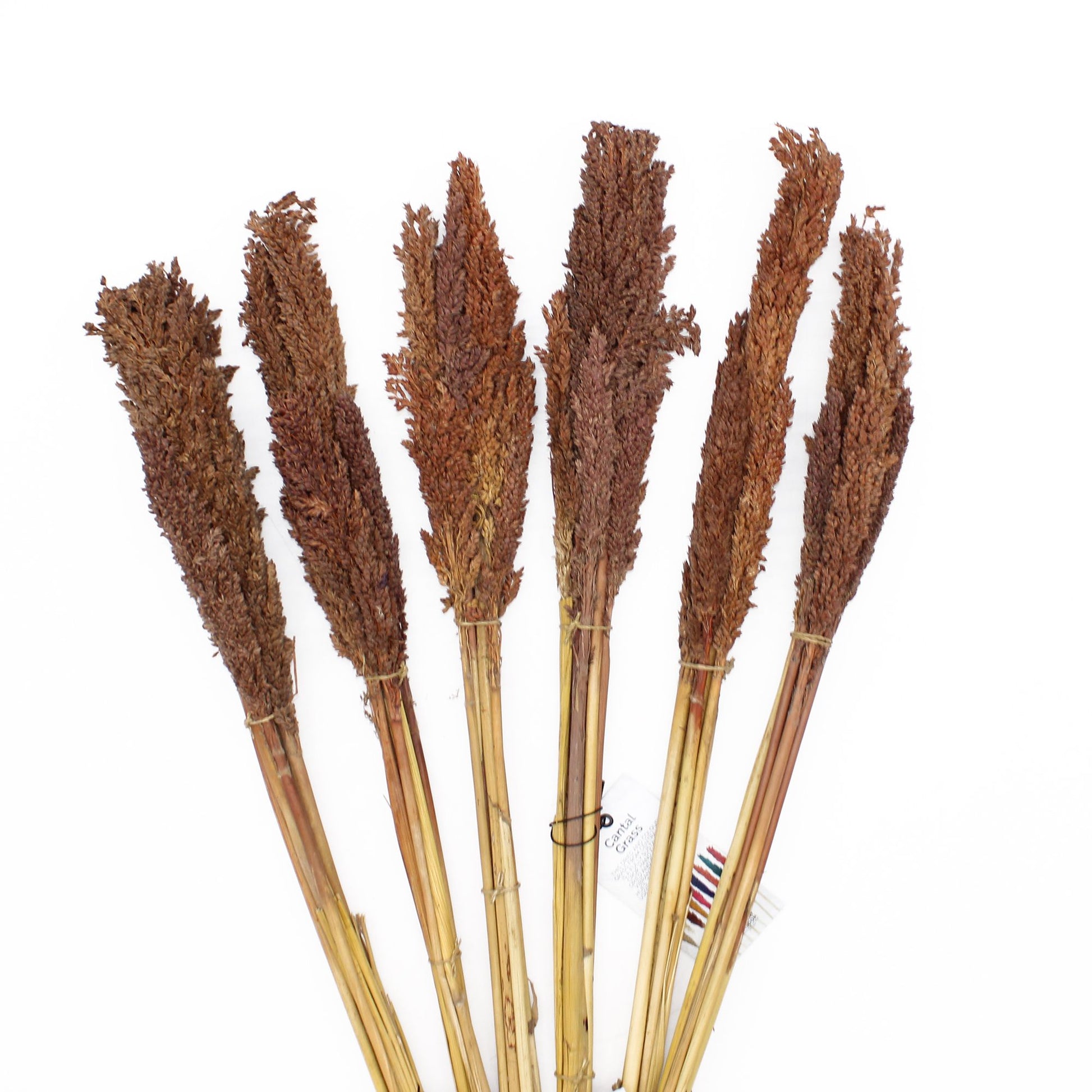 Cantal Grass Bunch - Chocolate - Image cantal-grass-bunch--chocolate-cgb-05