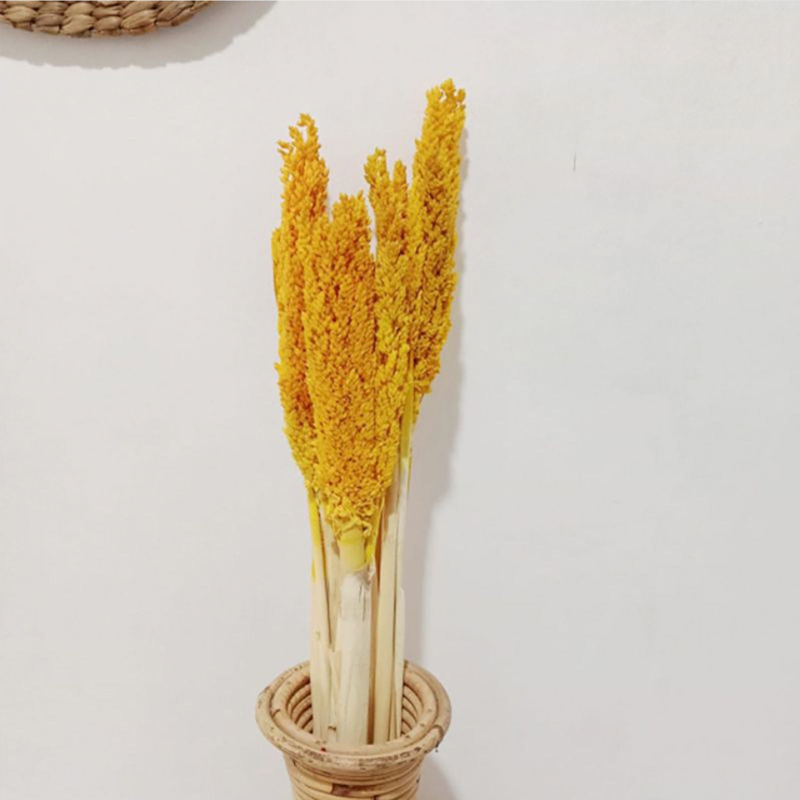 Cantal Grass Bunch - Amber - Image cantal-grass-bunch--amber-cgb-02