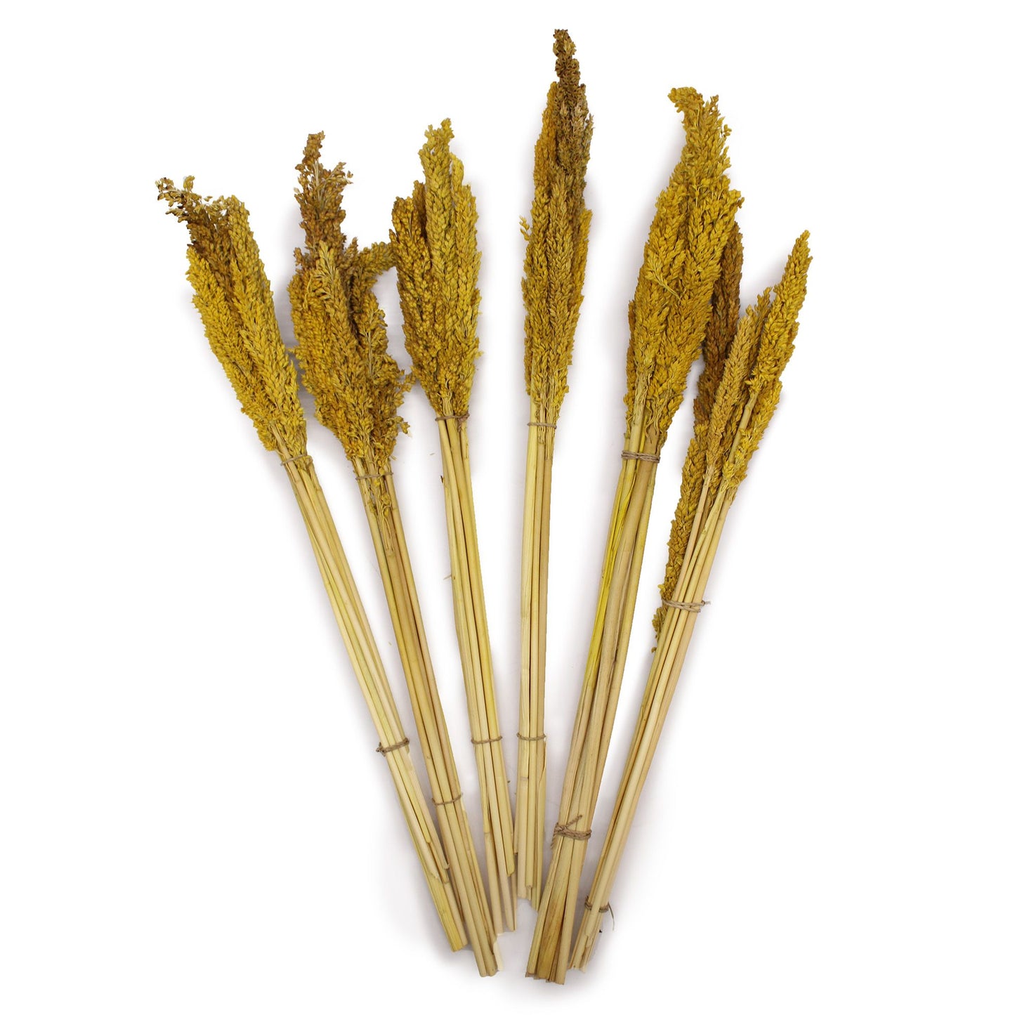 Cantal Grass Bunch - Amber - Image cantal-grass-bunch--amber-cgb-02