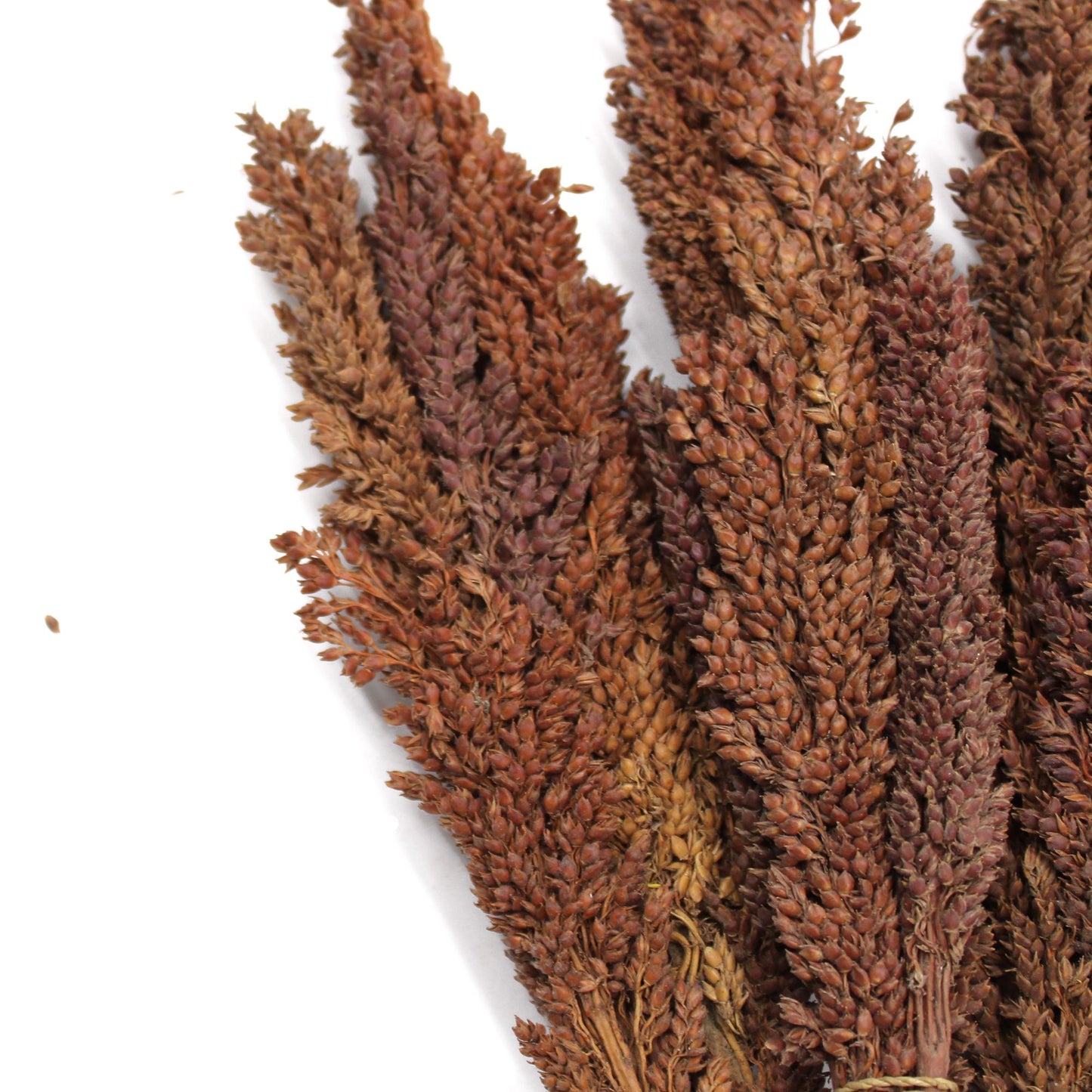 Cantal Grass Bunch - Chocolate - Image cantal-grass-bunch--chocolate-cgb-05