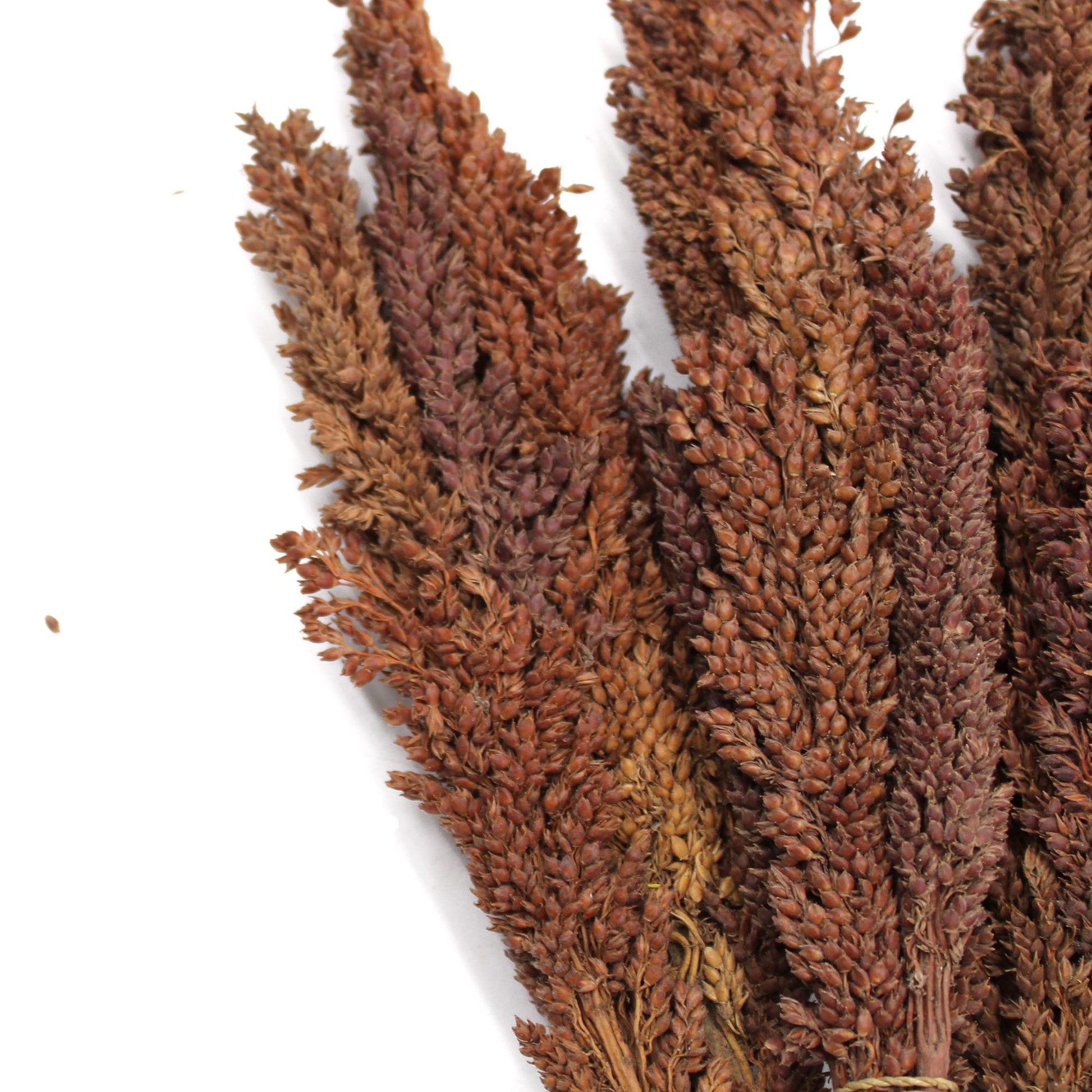 Cantal Grass Bunch - Chocolate - Image cantal-grass-bunch--chocolate-cgb-05