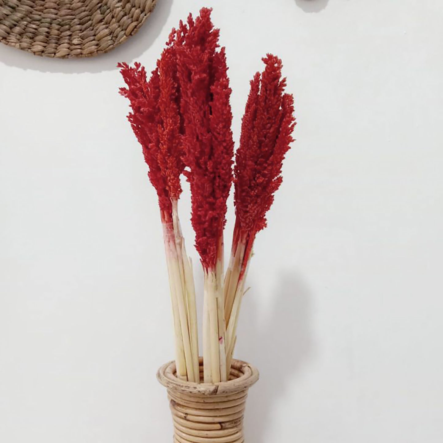 Cantal Grass Bunch - Fire - Image cantal-grass-bunch--fire-cgb-06