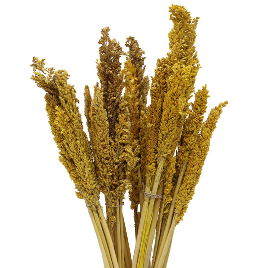Cantal Grass Bunch - Amber - Image cantal-grass-bunch--amber-cgb-02