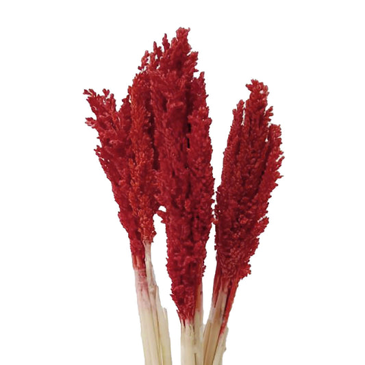 Cantal Grass Bunch - Fire - Image cantal-grass-bunch--fire-cgb-06