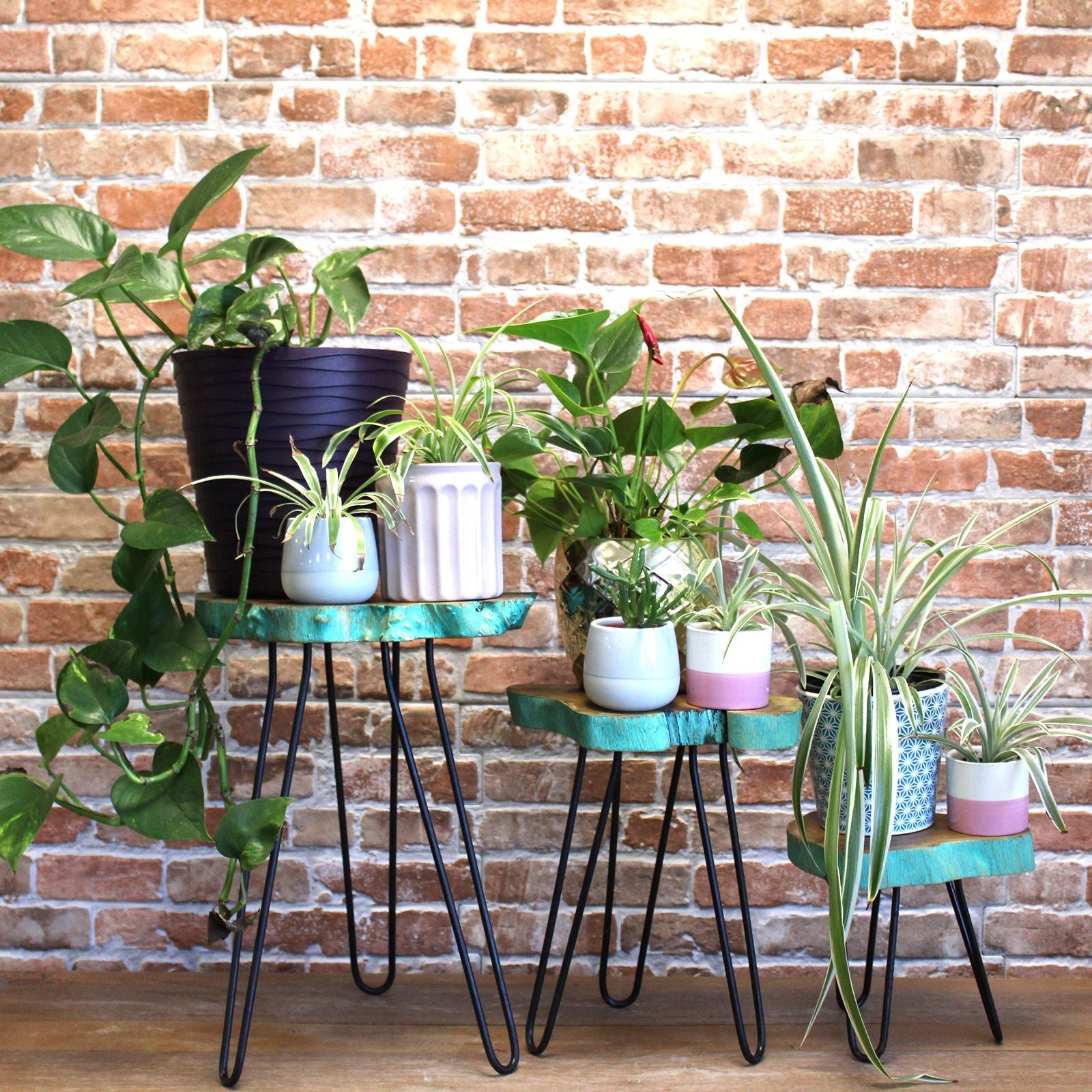 Set of 3 Gamal Wood Plant Stands - Greenwash - Image set-of-3-gamal-wood-plant-stands--greenwash-pss-02