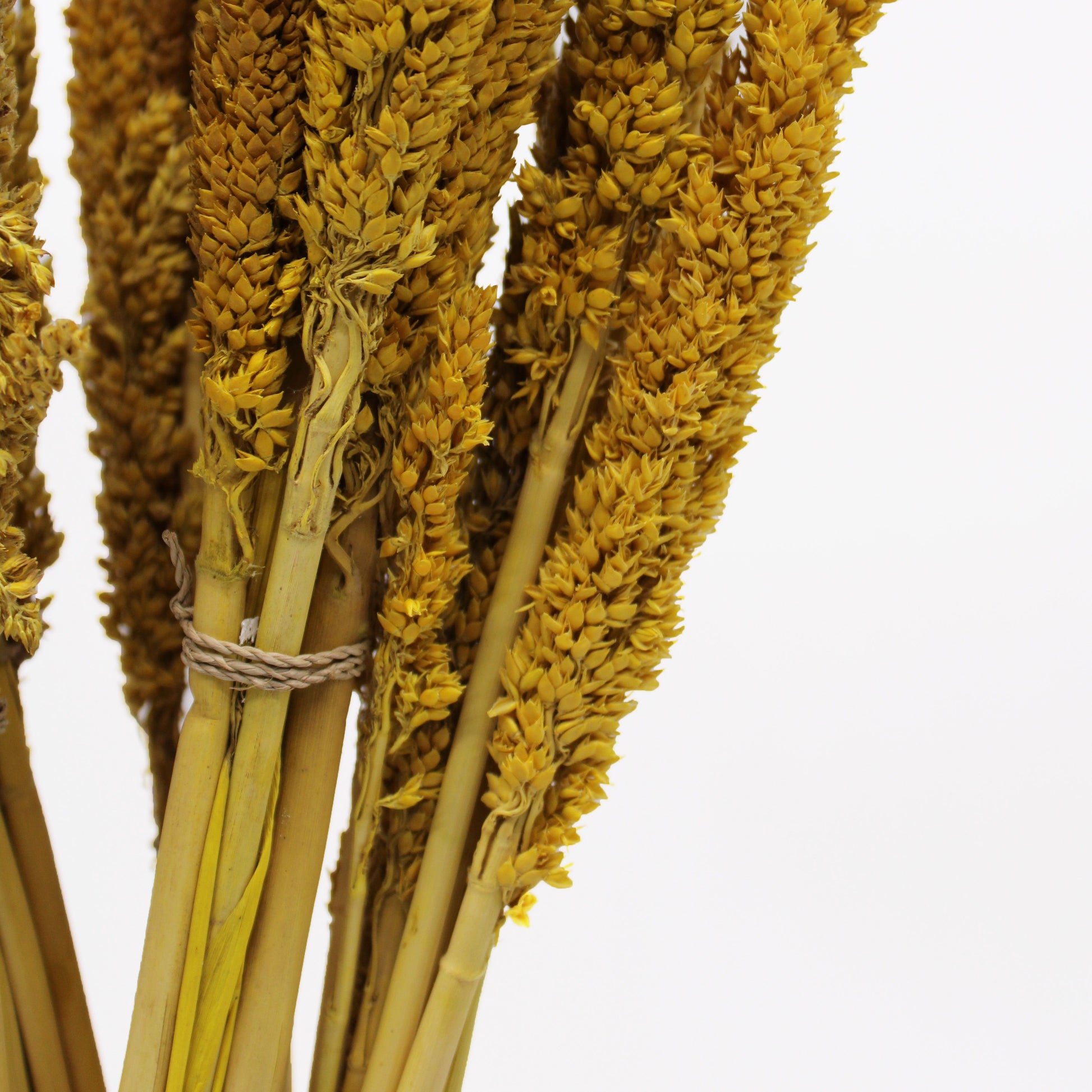 Cantal Grass Bunch - Amber - Image cantal-grass-bunch--amber-cgb-02