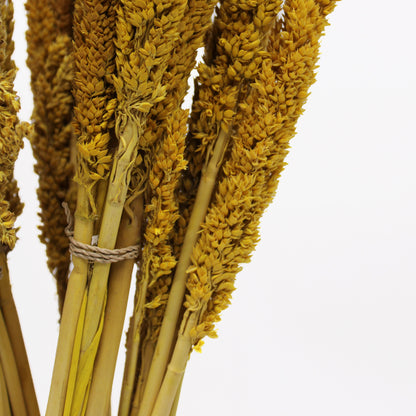 Cantal Grass Bunch - Amber - Image cantal-grass-bunch--amber-cgb-02