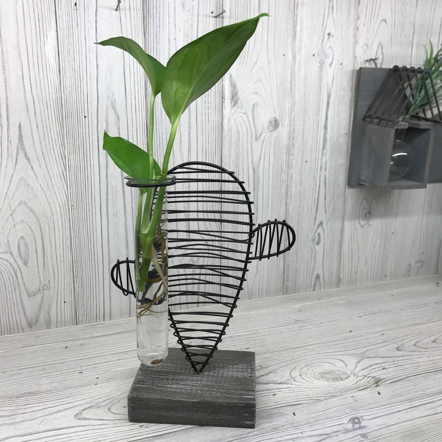 Hydroponic Home Décor - Cactus & Lab Pot - Image hydroponic-home-dcor--cactus--lab-pot-hhd-09