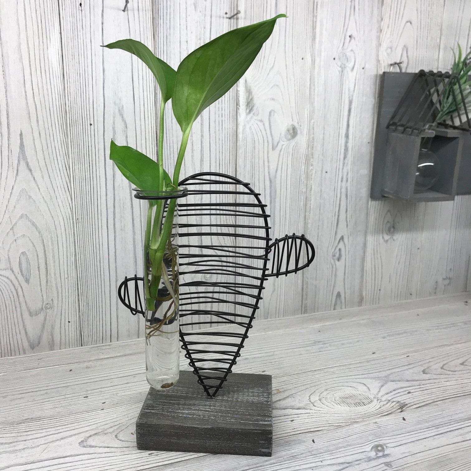 Hydroponic Home Décor - Cactus & Lab Pot - Image hydroponic-home-dcor--cactus--lab-pot-hhd-09