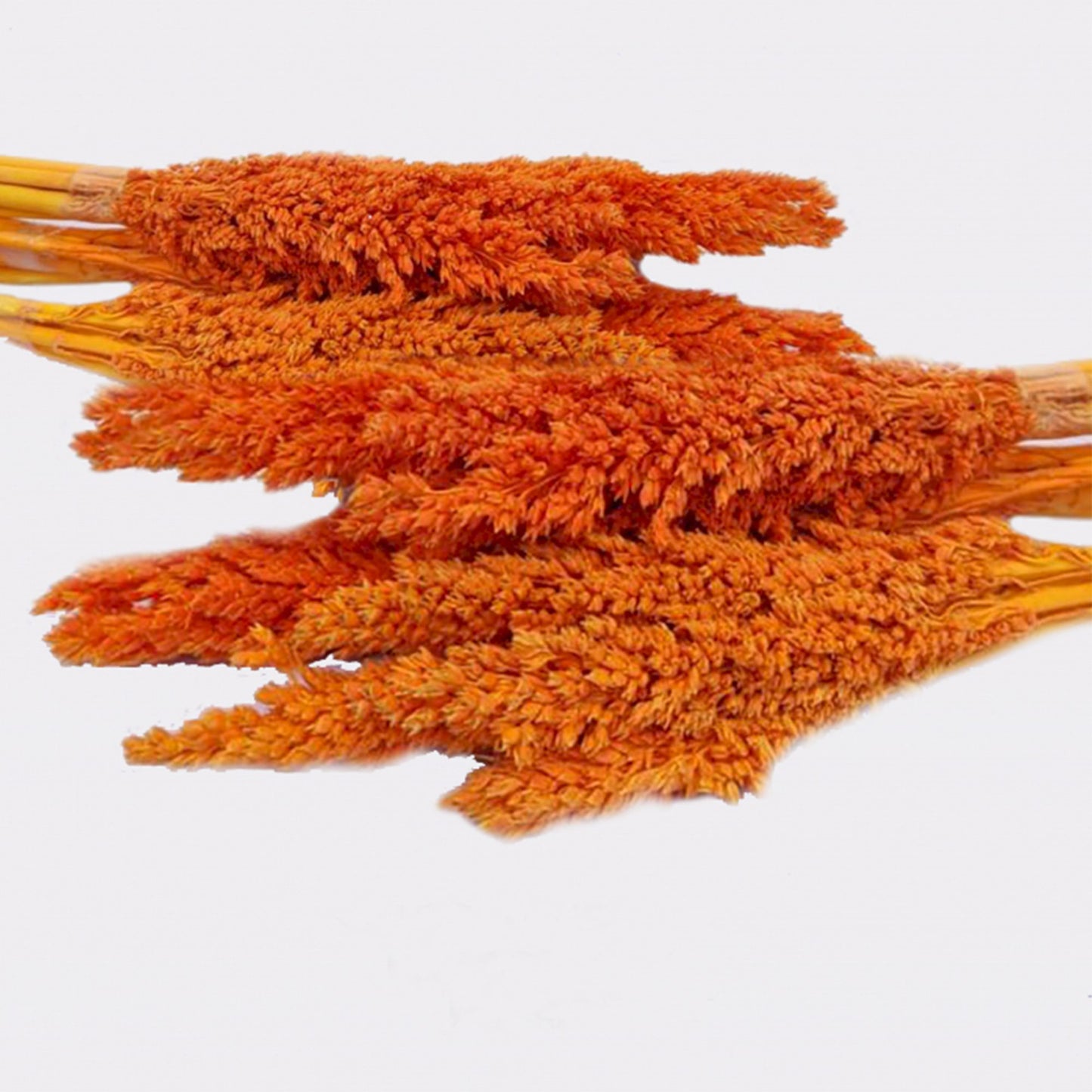 Cantal Grass Bunch - Orange - Image cantal-grass-bunch--orange-cgb-03