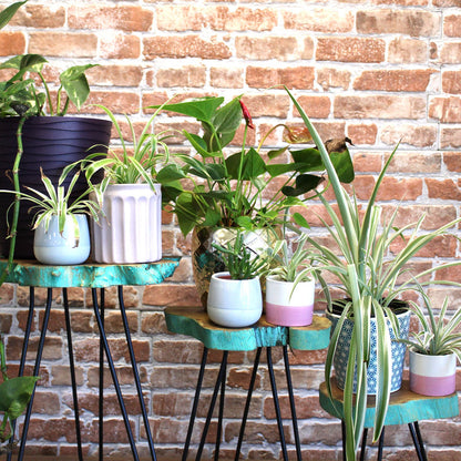 Set of 3 Gamal Wood Plant Stands - Greenwash - Image set-of-3-gamal-wood-plant-stands--greenwash-pss-02