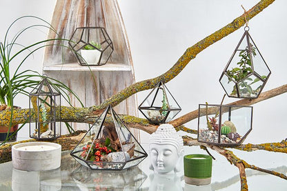 Glass Terrarium - Large Pentagon - Image glass-terrarium--large-pentagon-gter-02
