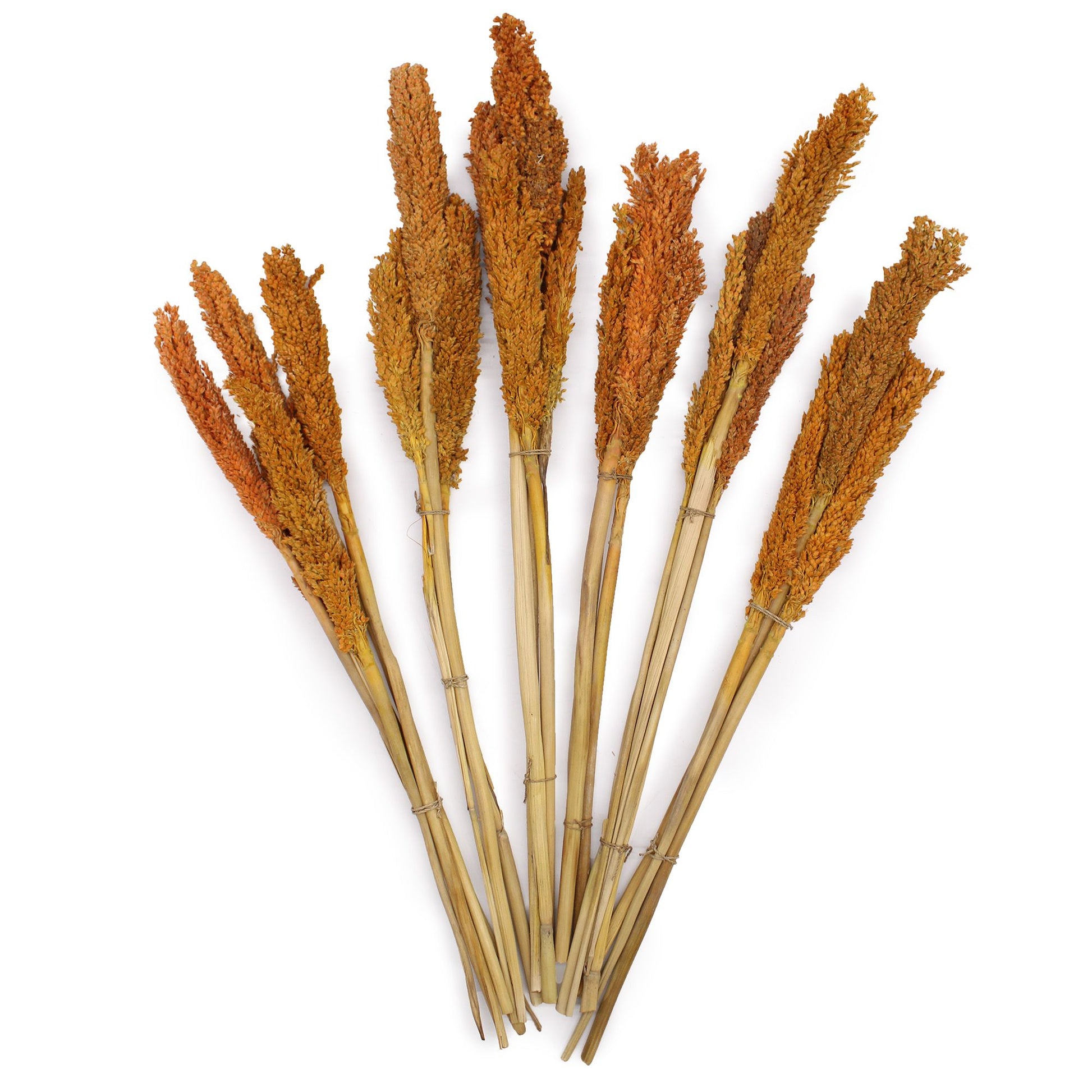 Cantal Grass Bunch - Orange - Image cantal-grass-bunch--orange-cgb-03