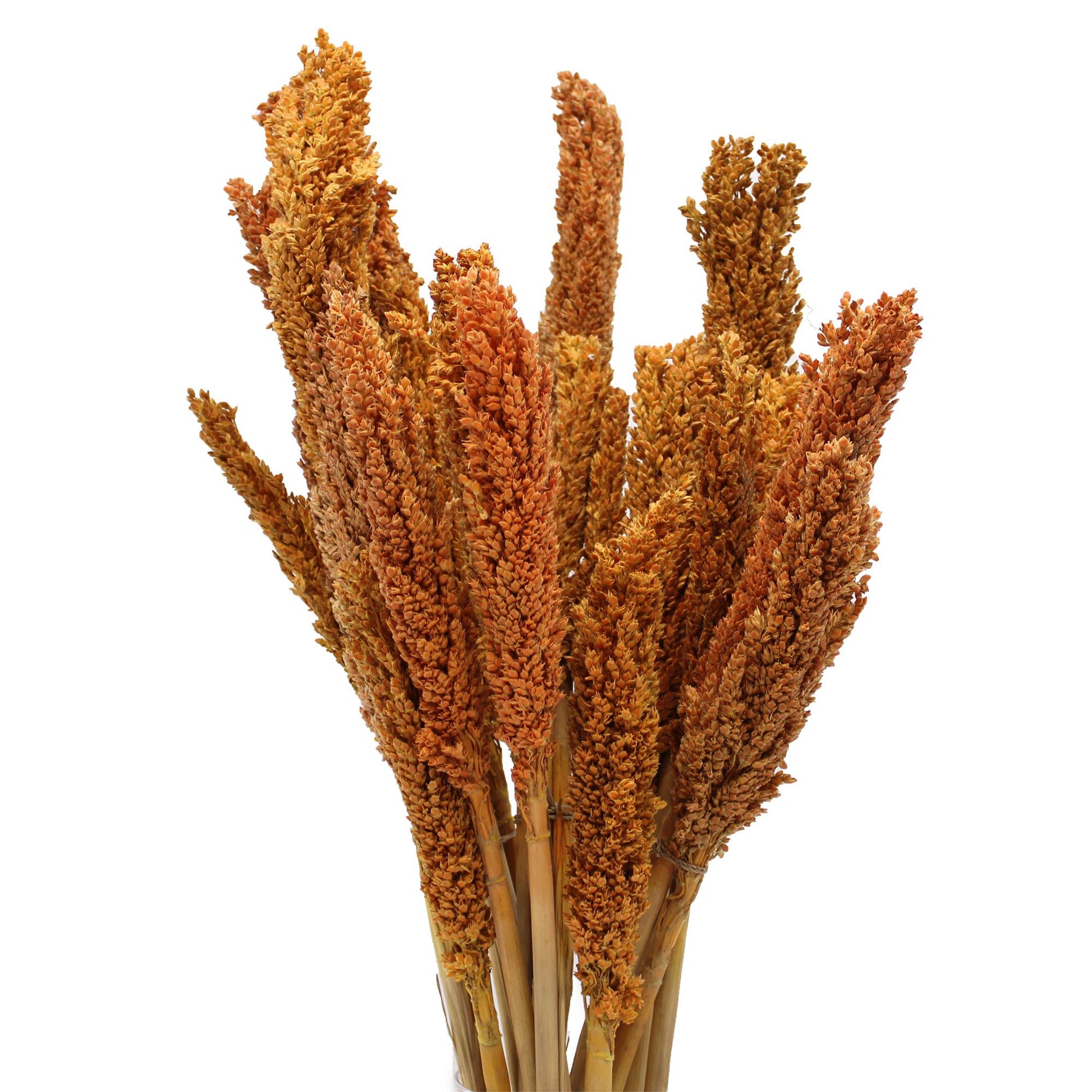 Cantal Grass Bunch - Orange - Image cantal-grass-bunch--orange-cgb-03