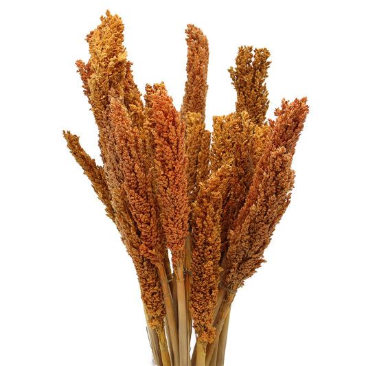 Cantal Grass Bunch - Orange - Image cantal-grass-bunch--orange-cgb-03