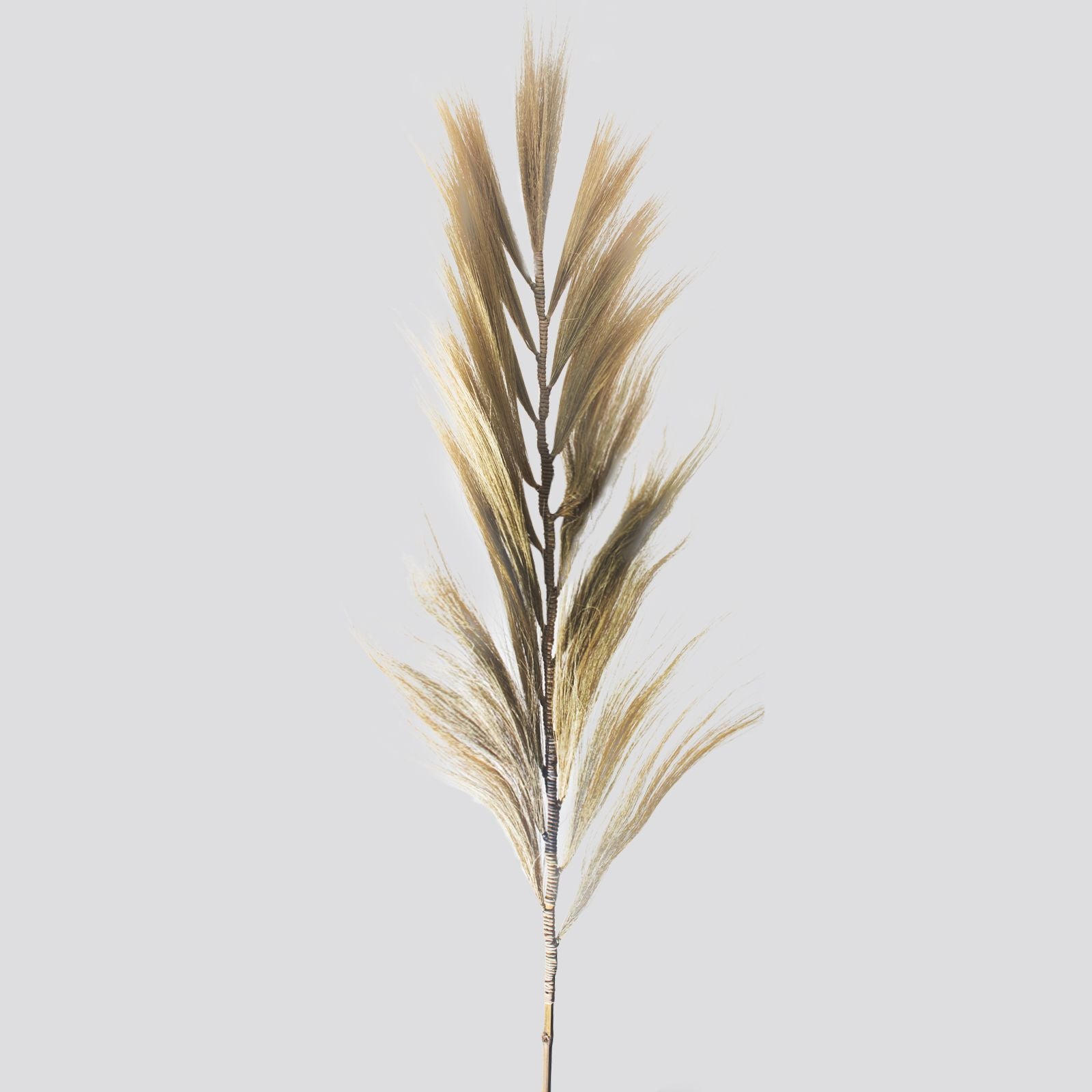 Rayung Grass Blond - 2m - Image rayung-grass-blond--2m-pamg-08