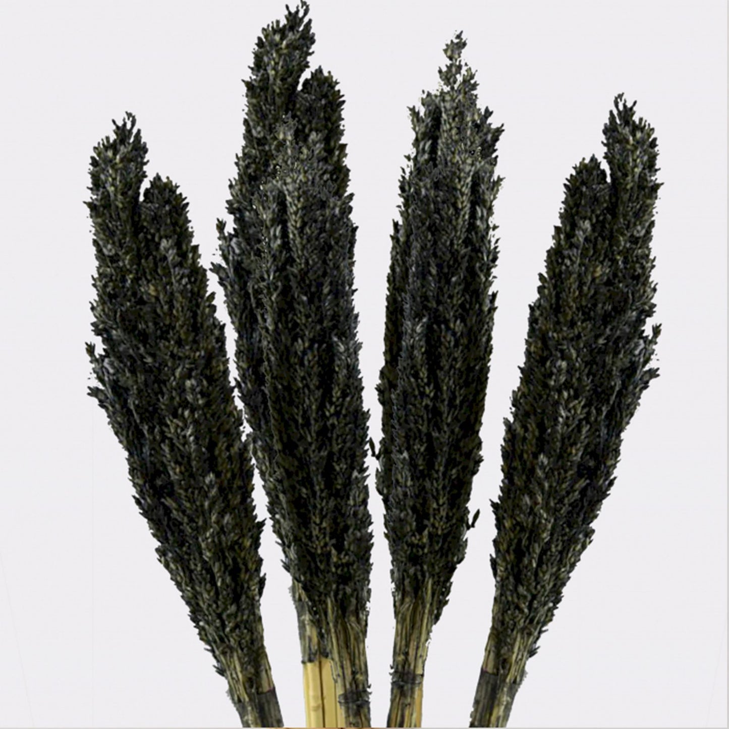 Cantal Grass Bunch - Black - Image cantal-grass-bunch--black-cgb-10