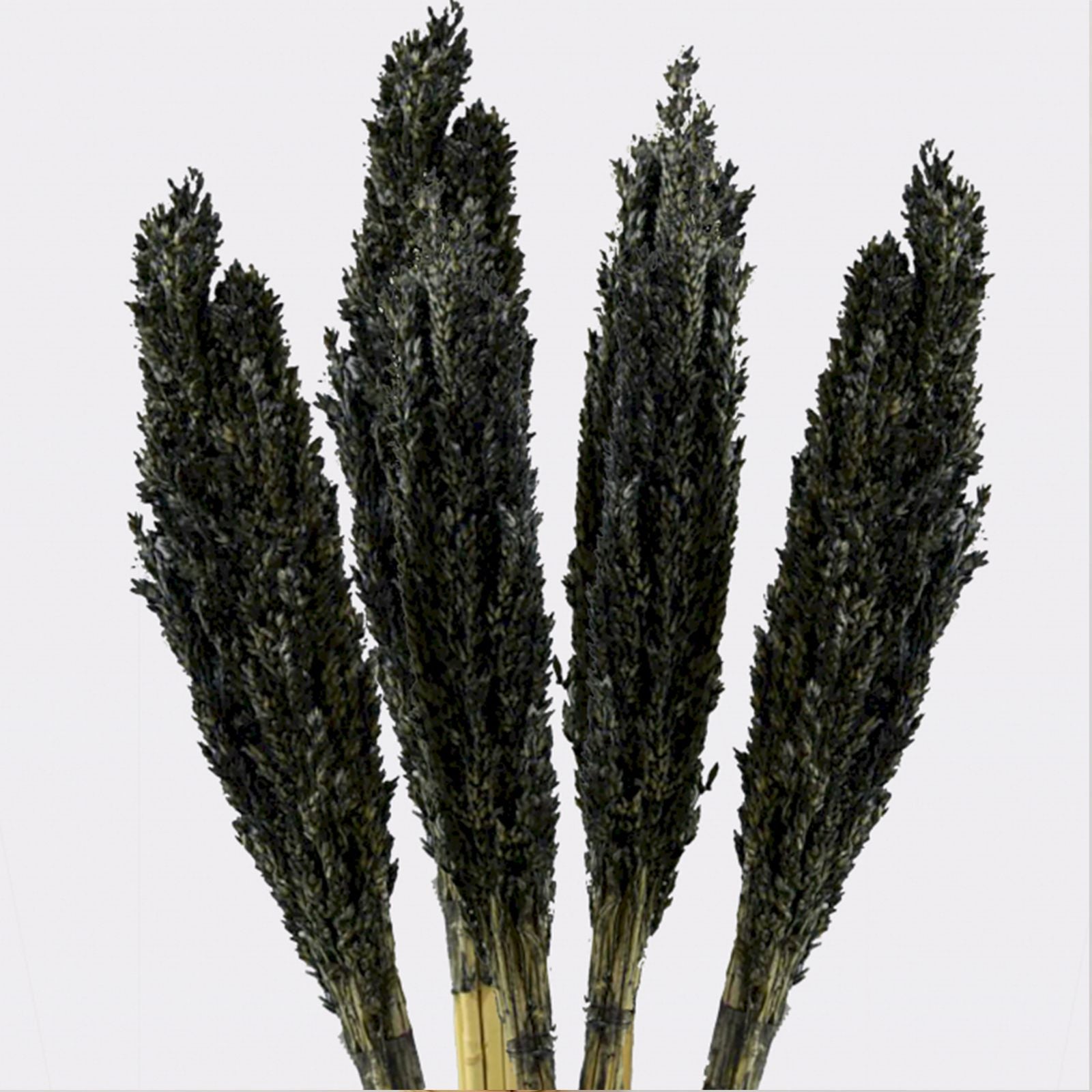Cantal Grass Bunch - Black - Image cantal-grass-bunch--black-cgb-10