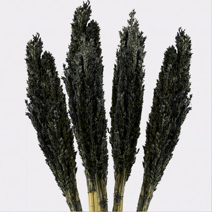 Cantal Grass Bunch - Black - Image cantal-grass-bunch--black-cgb-10