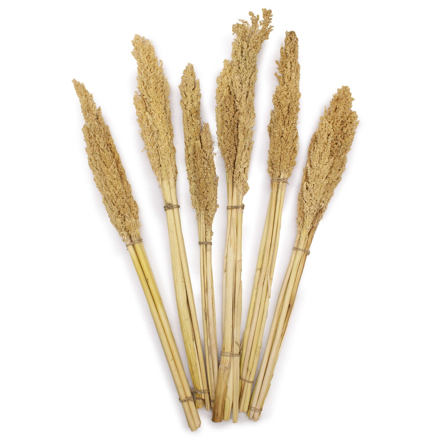 Cantal Grass Bunch - Natural - Image cantal-grass-bunch--natural-cgb-01