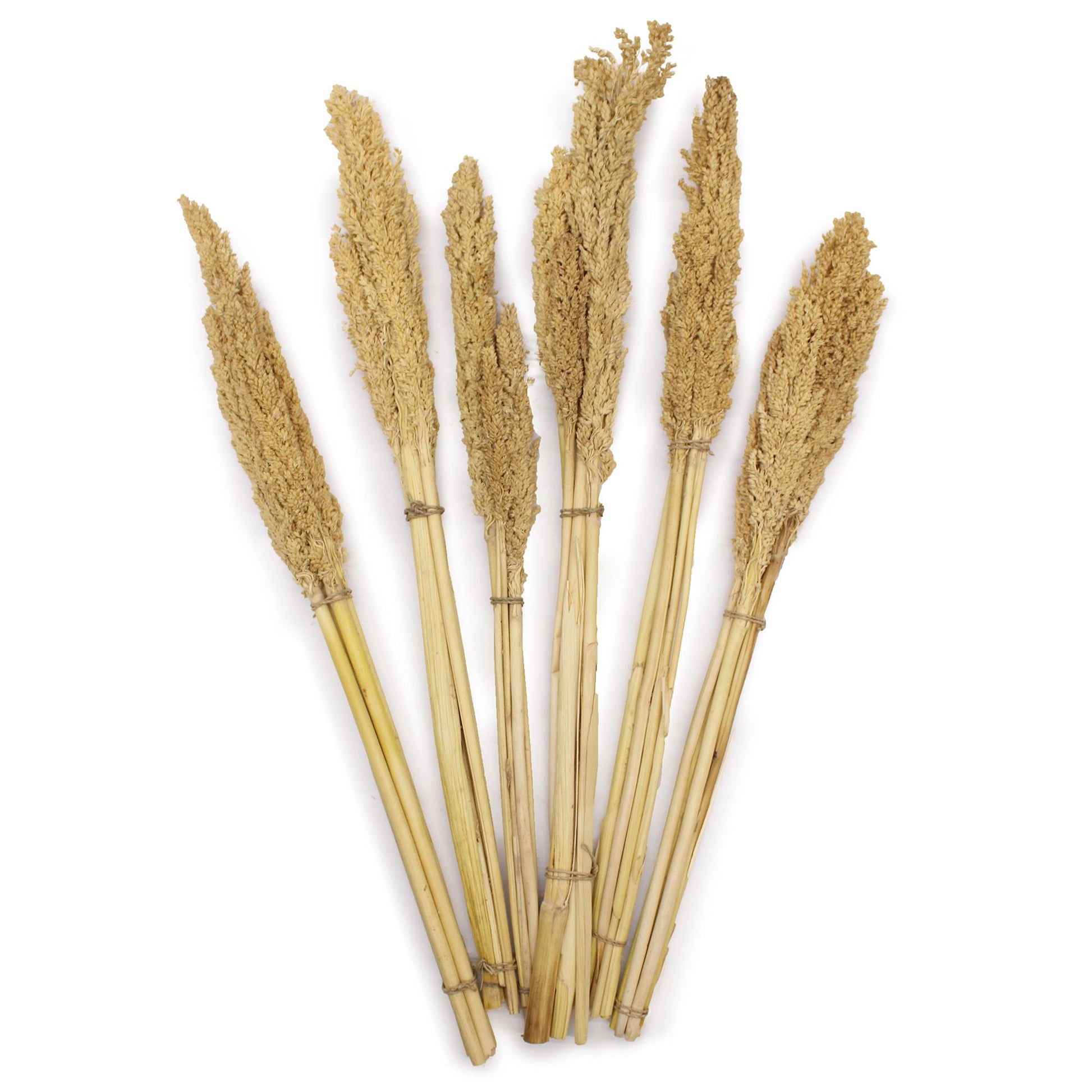 Cantal Grass Bunch - Natural - Image cantal-grass-bunch--natural-cgb-01