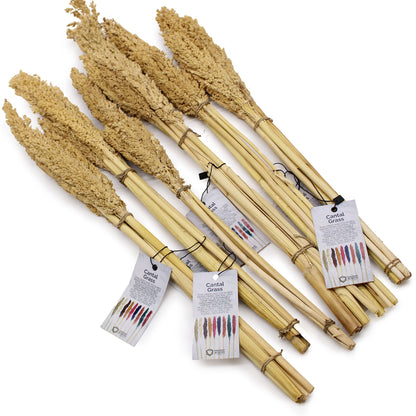 Cantal Grass Bunch - Natural - Image cantal-grass-bunch--natural-cgb-01