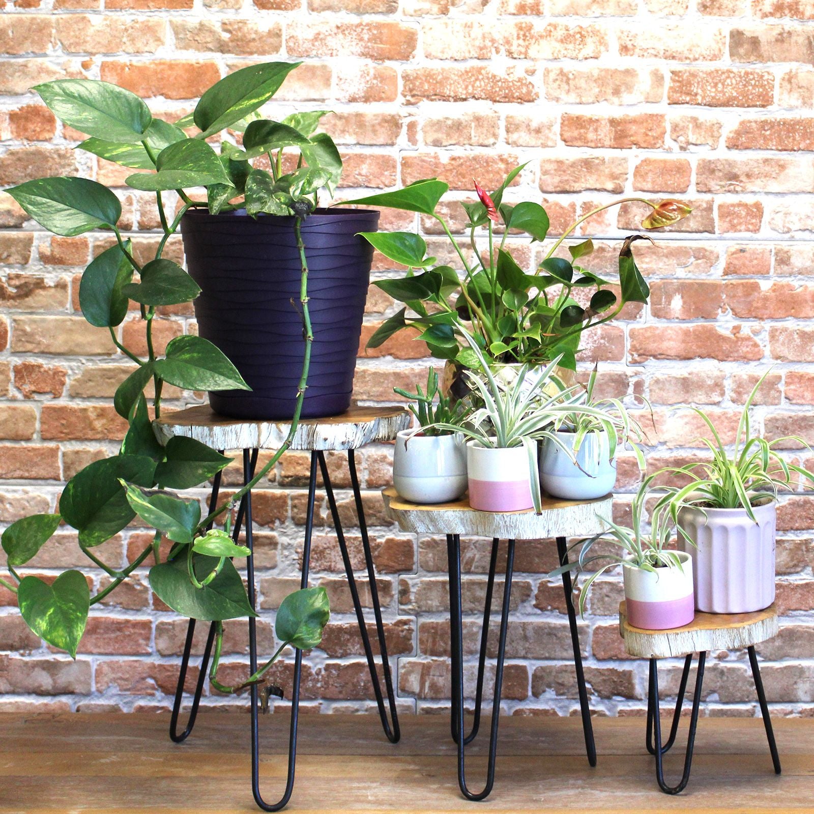 Set of 3 Gamal Wood Plant Stands - Whitewash - Image set-of-3-gamal-wood-plant-stands--whitewash-pss-01