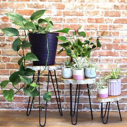 Set of 3 Gamal Wood Plant Stands - Whitewash - Image set-of-3-gamal-wood-plant-stands--whitewash-pss-01