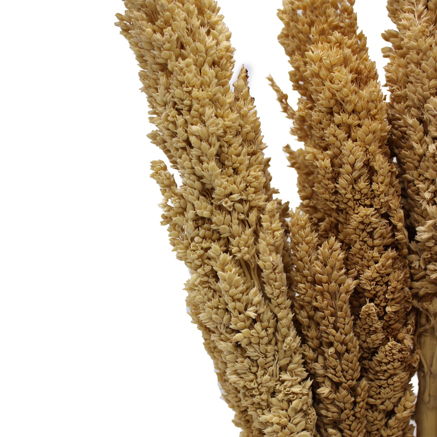 Cantal Grass Bunch - Natural - Image cantal-grass-bunch--natural-cgb-01