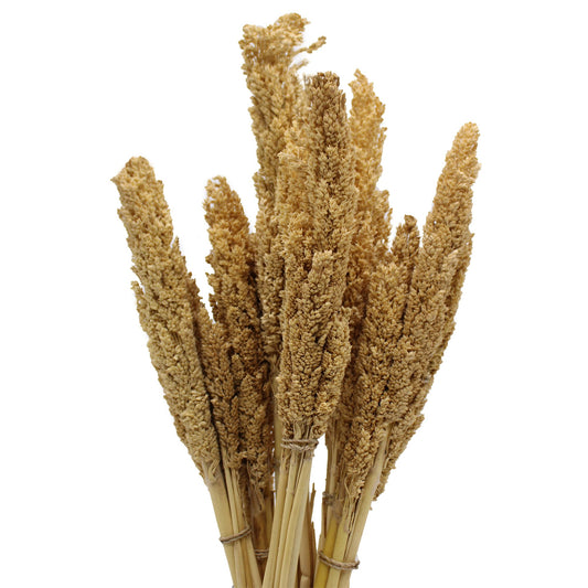 Cantal Grass Bunch - Natural - Image cantal-grass-bunch--natural-cgb-01