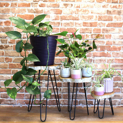 Set of 3 Gamal Wood Plant Stands - Whitewash - Image set-of-3-gamal-wood-plant-stands--whitewash-pss-01