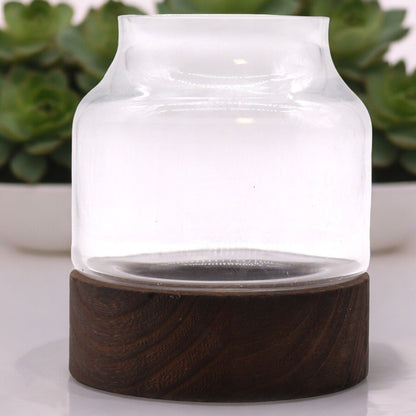 Medium Shaped Terrarium on Dark Tung Wood - Image medium-shaped-terrarium-on-dark-tung-wood-gter-12