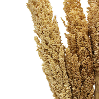 Cantal Grass Bunch - Natural - Image cantal-grass-bunch--natural-cgb-01
