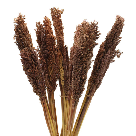 Cantal Grass Bunch - Chocolate - Image cantal-grass-bunch--chocolate-cgb-05