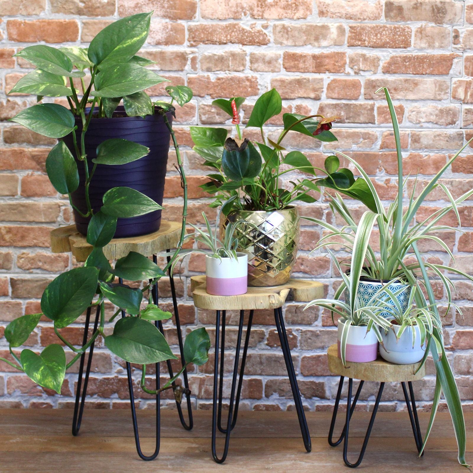 Set of 3 Gamal Wood Plant Stands - Natural - Image set-of-3-gamal-wood-plant-stands--natural-pss-03