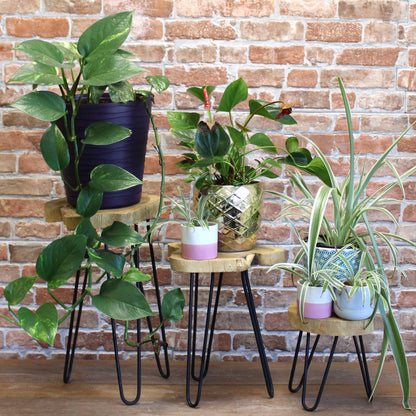Set of 3 Gamal Wood Plant Stands - Natural - Image set-of-3-gamal-wood-plant-stands--natural-pss-03