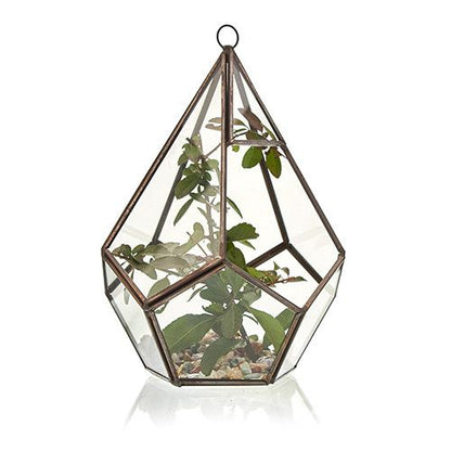 Glass Terrarium - Large Pentagon - Image glass-terrarium--large-pentagon-gter-02