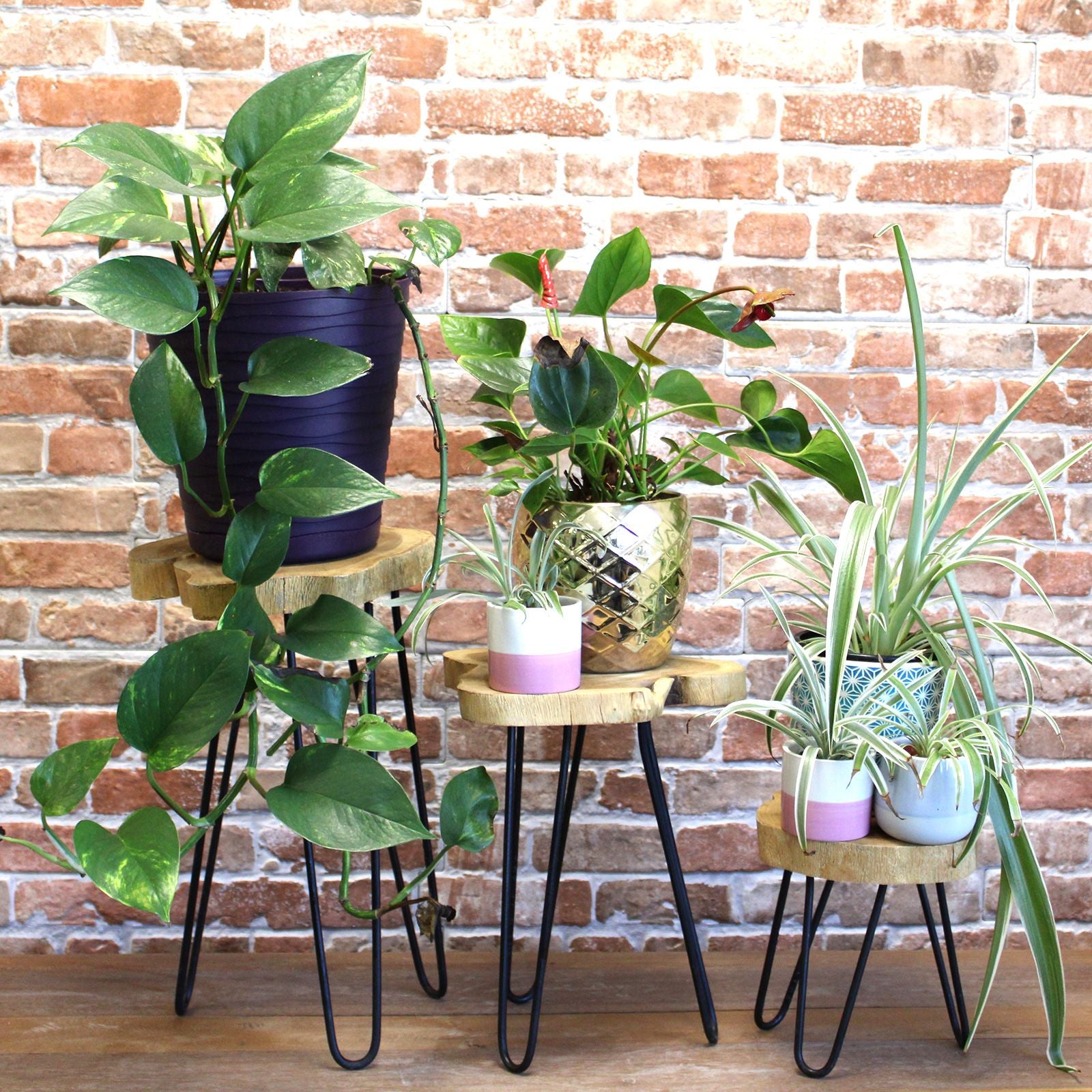 Set of 3 Gamal Wood Plant Stands - Natural - Image set-of-3-gamal-wood-plant-stands--natural-pss-03
