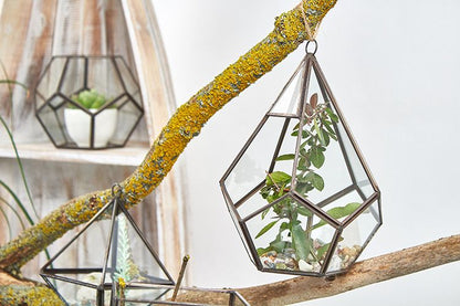 Glass Terrarium - Large Pentagon - Image glass-terrarium--large-pentagon-gter-02