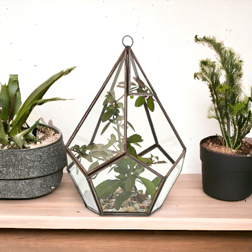 Glass Terrarium - Large Pentagon - Image glass-terrarium--large-pentagon-gter-02