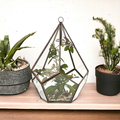 Glass Terrarium - Large Pentagon - Image glass-terrarium--large-pentagon-gter-02