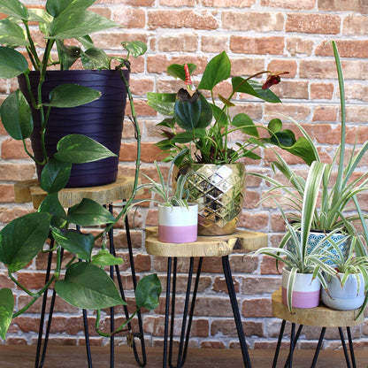 Set of 3 Gamal Wood Plant Stands - Natural - Image set-of-3-gamal-wood-plant-stands--natural-pss-03