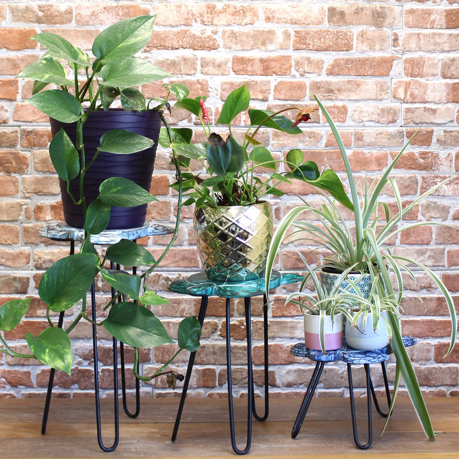 Set of 3 Albasia Wood Plant Stands - Turtles - Image set-of-3-albasia-wood-plant-stands--turtles-pss-04