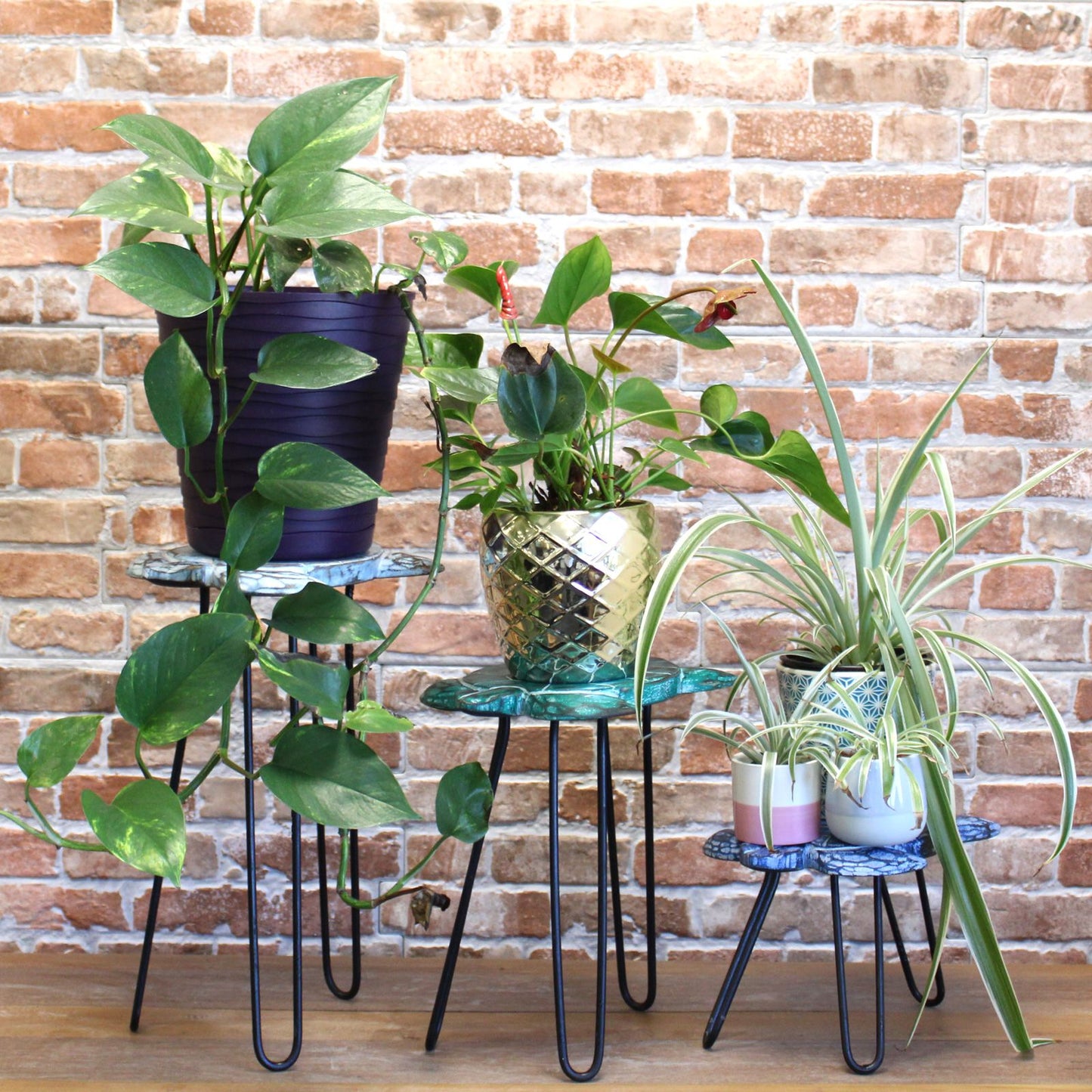 Set of 3 Albasia Wood Plant Stands - Turtles - Image set-of-3-albasia-wood-plant-stands--turtles-pss-04