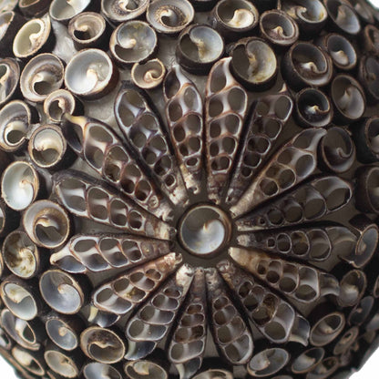 Boho Sea Shell Lamp - Chocolate Twist Oval - 20cm - Image boho-sea-shell-lamp--chocolate-twist-oval--20cm-bbsl-07